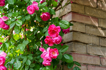 Close-up photo of a red rose blooming in spring in May