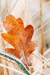 Close-up of Frozen Autumn Leaf in Grass. hoarfrost on plants in the garden. 