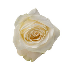 High Quality PNG of white rose bloom isolated on white background.