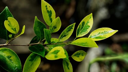 Fresh leaves of the parigata banyan tree