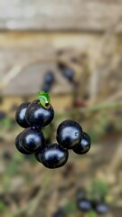 olives on a tree