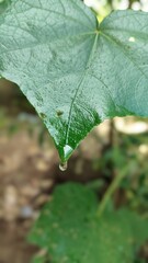 water drops on leaf