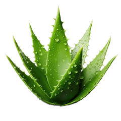 Aloe Vera Isolated with alpha Background PNG