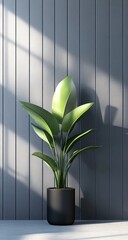 Indoor plant in dark pot, sunlight on grey wall
