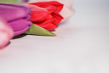 Three colorful tulip buds are resting on white painted wood tabletop in flat design illustration