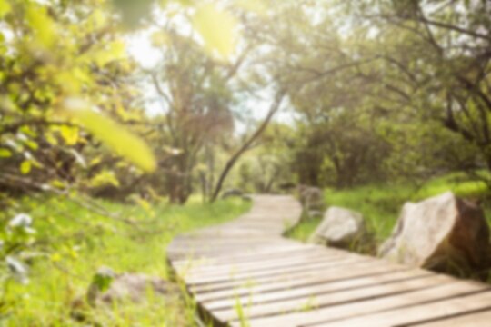 Fototapeta Boardwalk by trees in forest