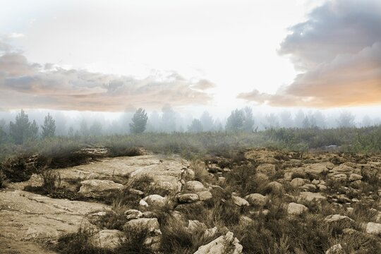 Fototapeta Flat design is showing rocky land with stones, scrub meeting misty conifer forest under sunrise sky