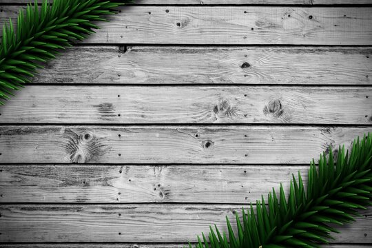 Fototapeta Fir branches on wooden planks