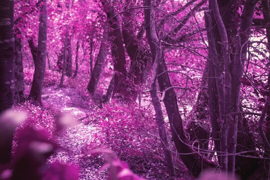 Fototapeta Flat vector illustration is showing winding forest path with pink-purple foliage and slender trunks