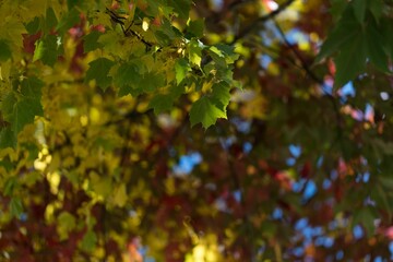 Low angle view of tree against blue sky