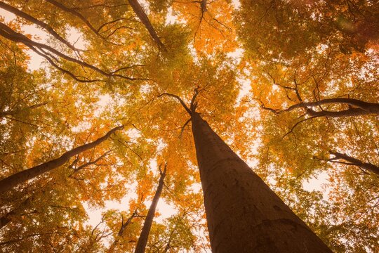 Fototapeta Central deciduous trunk is rising toward canopy in flat design forest scene, with orange leaves