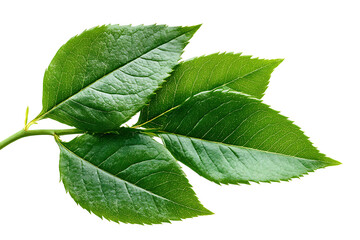 Obraz premium Lush Green Leaves Branch Isolated on White Background Perfect for Nature Designs Eco Friendly Branding Botanical Illustrations and Spring Themes