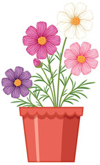 Colorful Cosmos Flowers in a Terracotta Pot