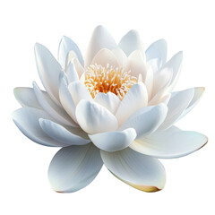 Serene White Water Lily Blossom Isolated on transparent background Botanical Floral Nature Photography
