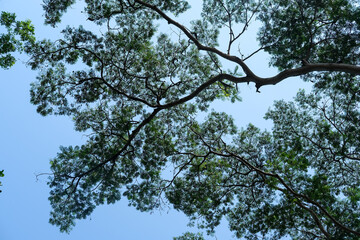 Canopy of leafy branches stretches across the blue sky, creating a calm, natural ceiling of shade and serenity in a peaceful forest setting.