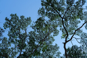 Canopy of leafy branches stretches across the blue sky, creating a calm, natural ceiling of shade and serenity in a peaceful forest setting.