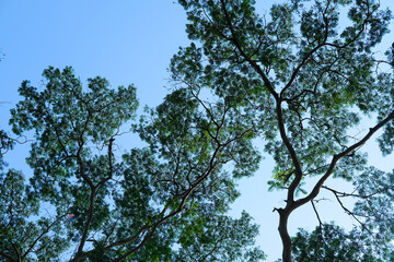 Canopy of leafy branches stretches across the blue sky, creating a calm, natural ceiling of shade and serenity in a peaceful forest setting.