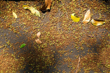 Golden light filters through trees, illuminating scattered dry leaves and tiny blossoms on the...