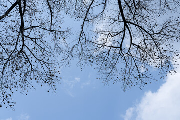 Bare tree branches stretch across a bright blue sky dotted with soft white clouds, capturing the quiet elegance of a tree in its leafless season.