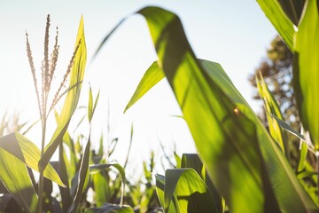 Flat design scene is showing sunlit corn stalks with vibrant green leaves and tassels