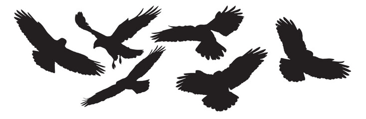 Vector Silhouette Collection: Clean and Bold Designs  Birds of prey - Common buzzard Buteo buteo flying