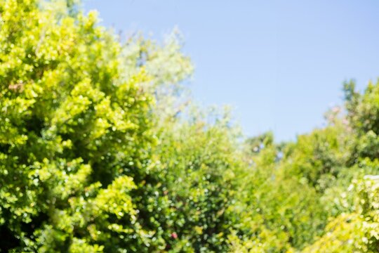 Fototapeta Low angle view of trees against clear sky