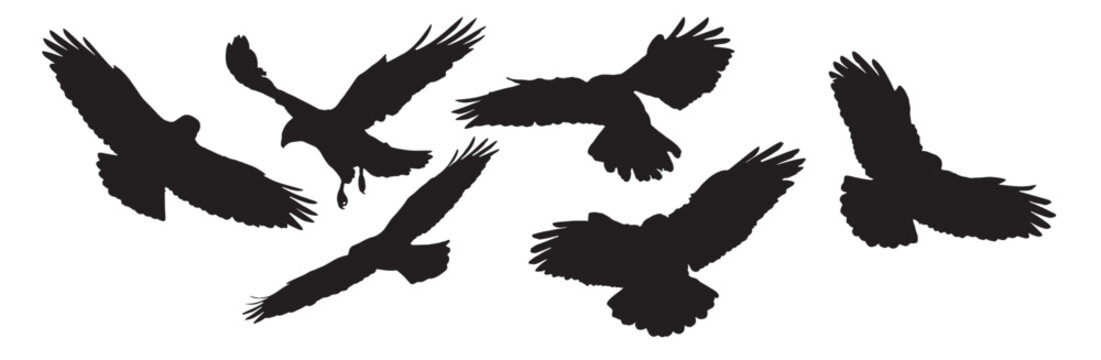 Vector Silhouette Collection: Clean and Bold Designs  Birds of prey - Common buzzard Buteo buteo flying
