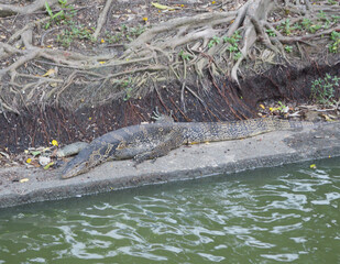 Varanus bengalesis in the park