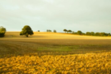 Idyllic image of agriculture land
