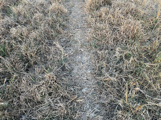 dry grass in the garden