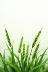 Fototapeta premium Crisp, bleached grass tufts against pure white , subtle, backdrop, composition