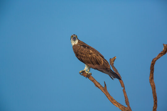An Osprey sitting on a branch against clear blue sky (location - Bhadra Wildlife Sanctuary, Karnataka, India)