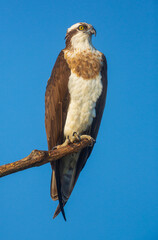 An Osprey sitting on a branch against clear blue sky (location - Bhadra Wildlife Sanctuary, Karnataka, India)