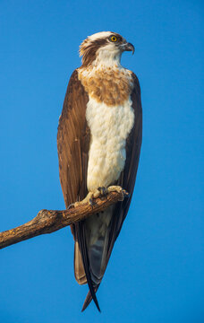 An Osprey sitting on a branch against clear blue sky (location - Bhadra Wildlife Sanctuary, Karnataka, India)