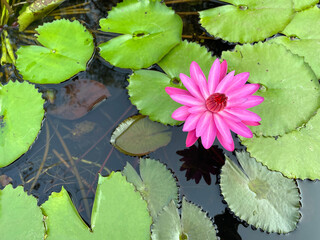 Serene Pink Water Lily on Dark Water
