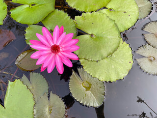 Vibrant Pink Water Lily in Pond
