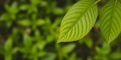 Fototapeta premium Closeup of beautiful nature view green leaf on blurred greenery background in garden with copy space using as background cover page concept.