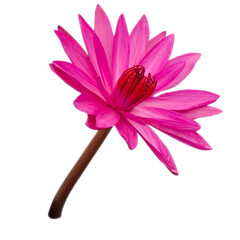 Macro shot of pink lotus isolated on white background.