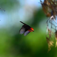 A Vermillion Flycatcher flying. 