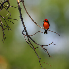 A red bird on a branch. A Vermillion Flycatcher. 