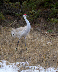 Sandhill Crane in the forest. Photographed in Yellowstone National Park, Montana.