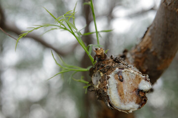 Neuquén, Patagonia, Argentina - 11 de mayo de 2025 -  The resin of the aguaribay tree, also known...