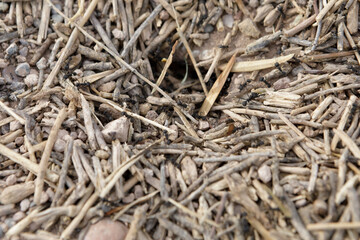 Neuquén, Patagonia, Argentina - May 11, 2025 - Leafcutter ants, also known as leaf cutter ants,...