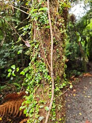 NZ Native Forest / Bush