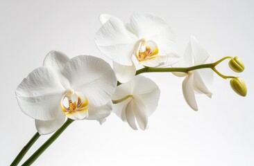 Close-up of three pristine white orchids on a stem against a white background