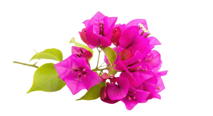 Branch with pink bougainvillea flowers and green leaves isolated PNG with Transparent Background