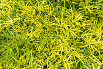 Miagos Bush, Aralia, ararea with scientific name Osmoxylon lineare, popular garden shrub and ornamental plant, with green yellow long leaves