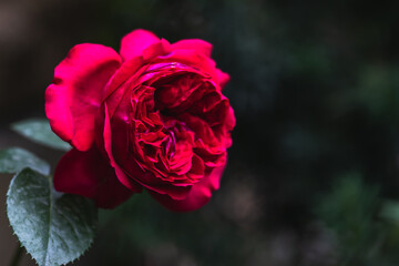 Red garden rose close-up on blurred background with copy space.