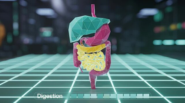 Human digestive system 3 d model low poly anatomy visualization