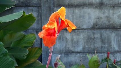 Beautiful Canna lily flower plant in the garden. Also known as Bunga tasbih, Canna.